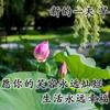 春花