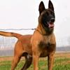 马犬护卫犬驯养基地