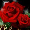 红玫瑰🌹🌹