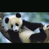 🐼熊猫🐼