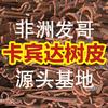 非洲安哥拉卡宾达树皮源头直销