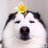 牛蛋啊啊