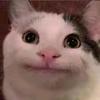小猫影视
