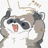 raccoon