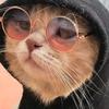 抖音老猫