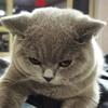 猪小妹