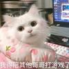 是你的笑崽哇