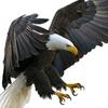 雄鹰展翅