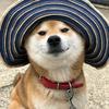 团子