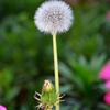 蒲公英