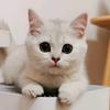 王二狗是只猫