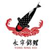 永宁锦鲤