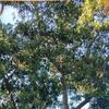 大卫
