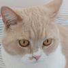 猫猫