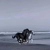 老房子