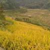 视野杠杠