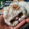 闪电猫乒乓