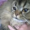 双十一攻略美美的天猫