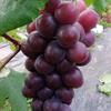 葡萄