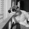 一起来戒猫