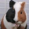 长春博康动物医院异宠专科