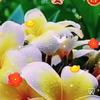 绿树成荫999