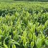 付氏平价茶行（五峰高山茶）