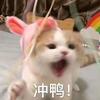 胆小的小猫不要怕🐱