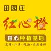田园庄红心橙田心种植基地