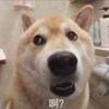 爱吃芒果的狗狗
