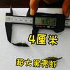 超大黑壳虾