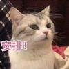 白露🎀