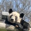 守护大熊猫