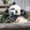 Panda汶川