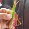 阿土说昆虫