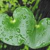 听雨