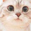 可爱猫猫影视