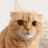 大橘猫视频