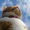猫哈哈哈