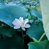 莲花