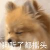 老狮就爱玩