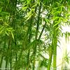 青竹挺拔
