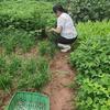 莲花姐姐