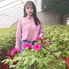 菏泽花姑娘牡丹