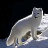 月夜雪狐