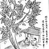 yanyan