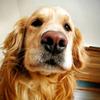 王小狗聊训犬