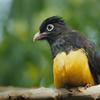 Biowonders