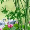 心圣先生