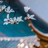 落梅居